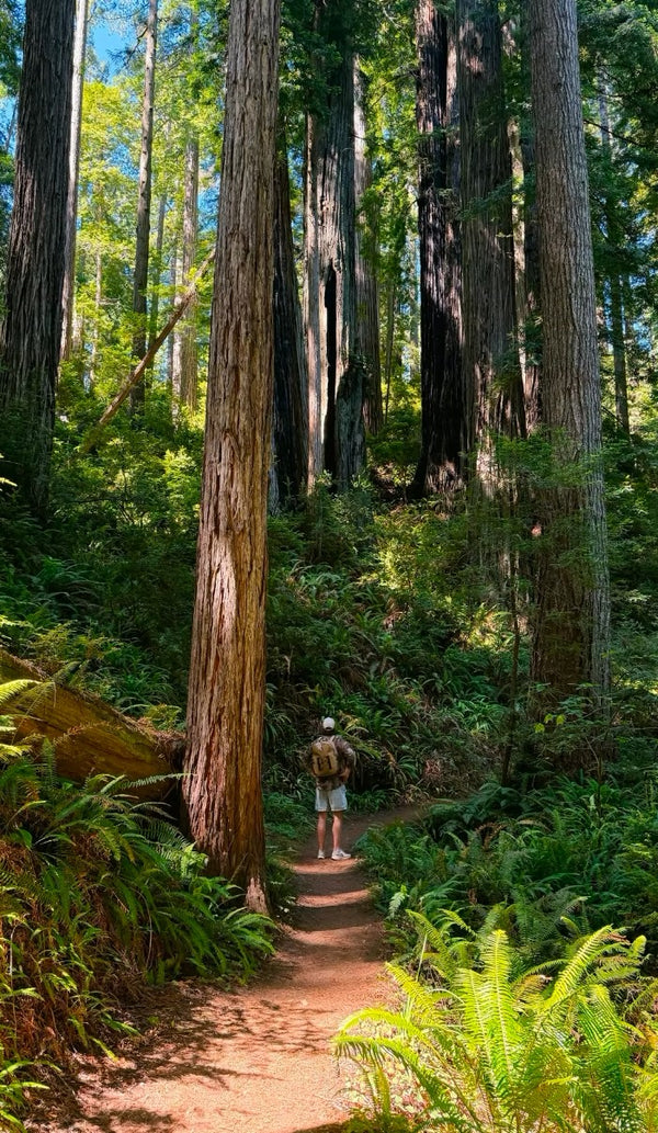 A person hiking on a dirt trail through a dense forest of giant redwood trees with lush green ferns and undergrowth.